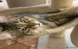 Siberiano gatti in vendita: Vendesi gattini Siberiani  - Immagine 3