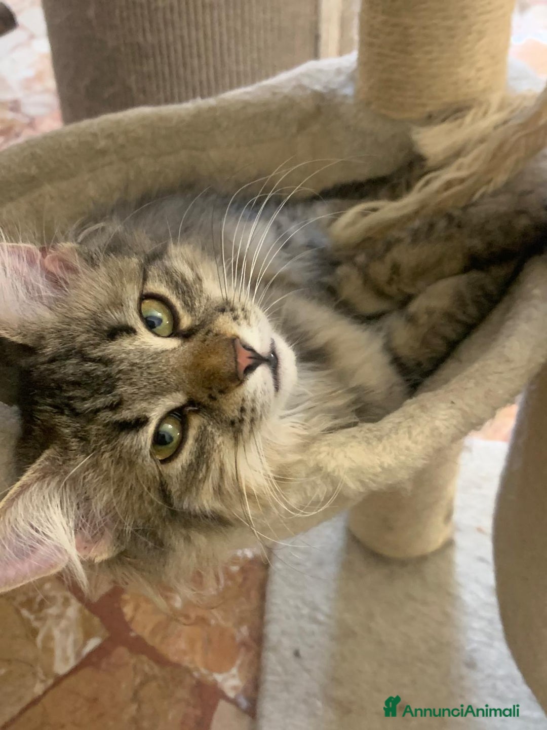 Siberiano gatti in vendita: Vendesi gattini Siberiani  - Annuncio 3