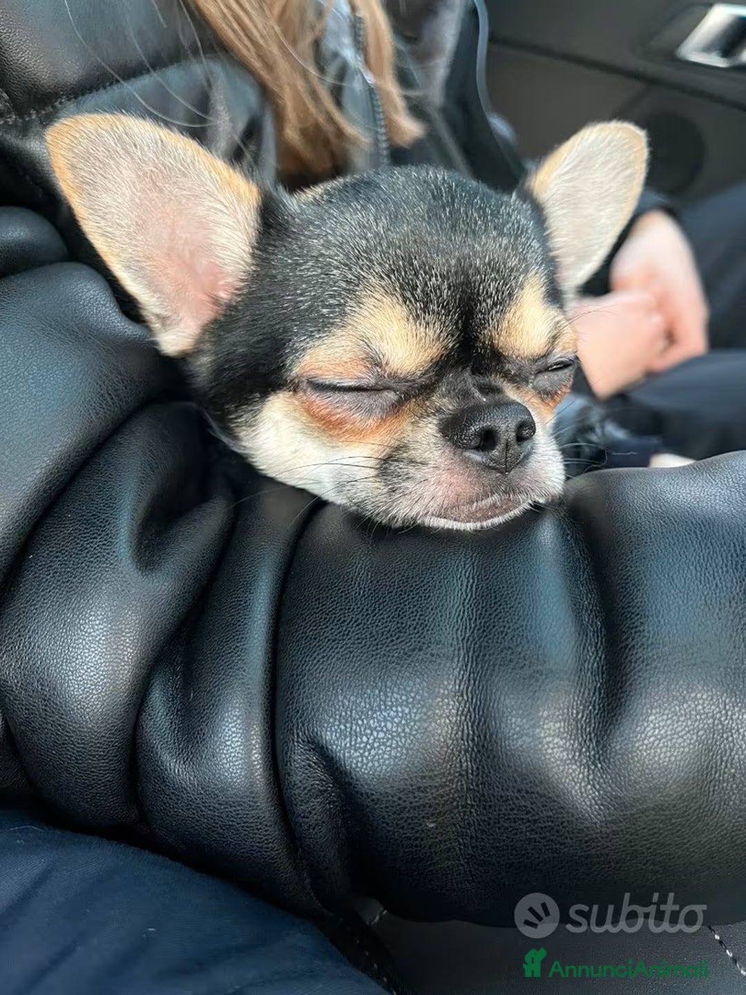 Chihuahua cani per accoppiamento: accoppiamento bellissimo Chihuahua maschio  a Provincia di Monza e della Brianza - Immagine 4