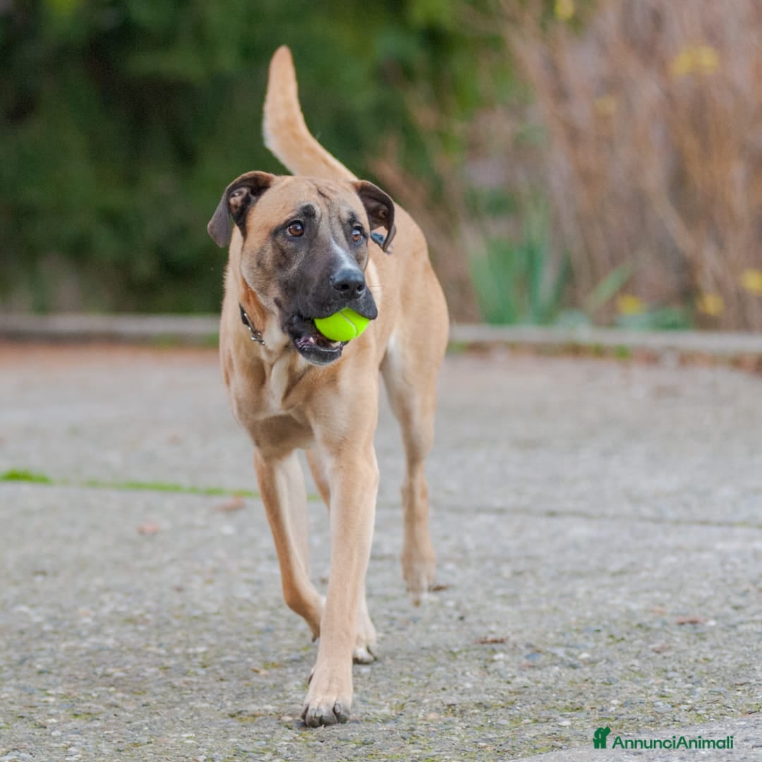 Altre razze cani in regalo: argo  - Annuncio 4