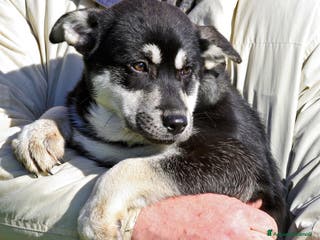 Meticcio cani Matilde mix pastorina in adozione - Annuncio 19