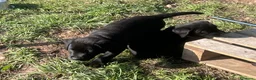 Labrador cani in vendita: Cuccioli di Labrador Retriever neri  - Annuncio 3