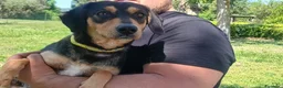 Meticcio cani in regalo: LULU' TRADITA DA CHI PIU' AMAVA, IN ADOZIONE - Annuncio 1