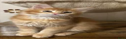 Maine Coon gatti in vendita: Maine Coon  - Annuncio 2