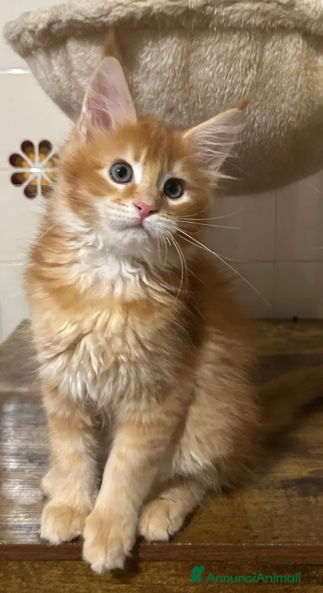 Maine Coon gatti in vendita: Maine Coon  - Annuncio 2
