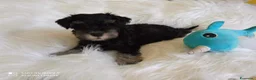 Mini Schnauzer cani in vendita: Cuccioli Schnauzer Nano Nero Argento - Annuncio 5