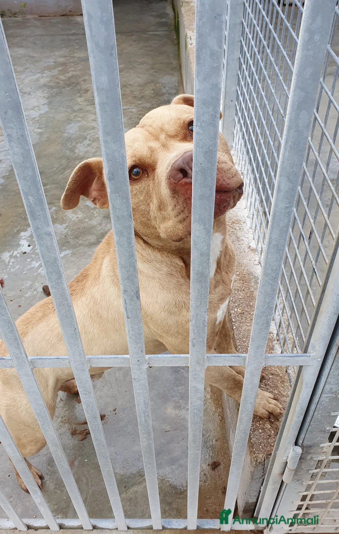 Pitbull cani in regalo: Omar, abbandonato in un box - Annuncio 2