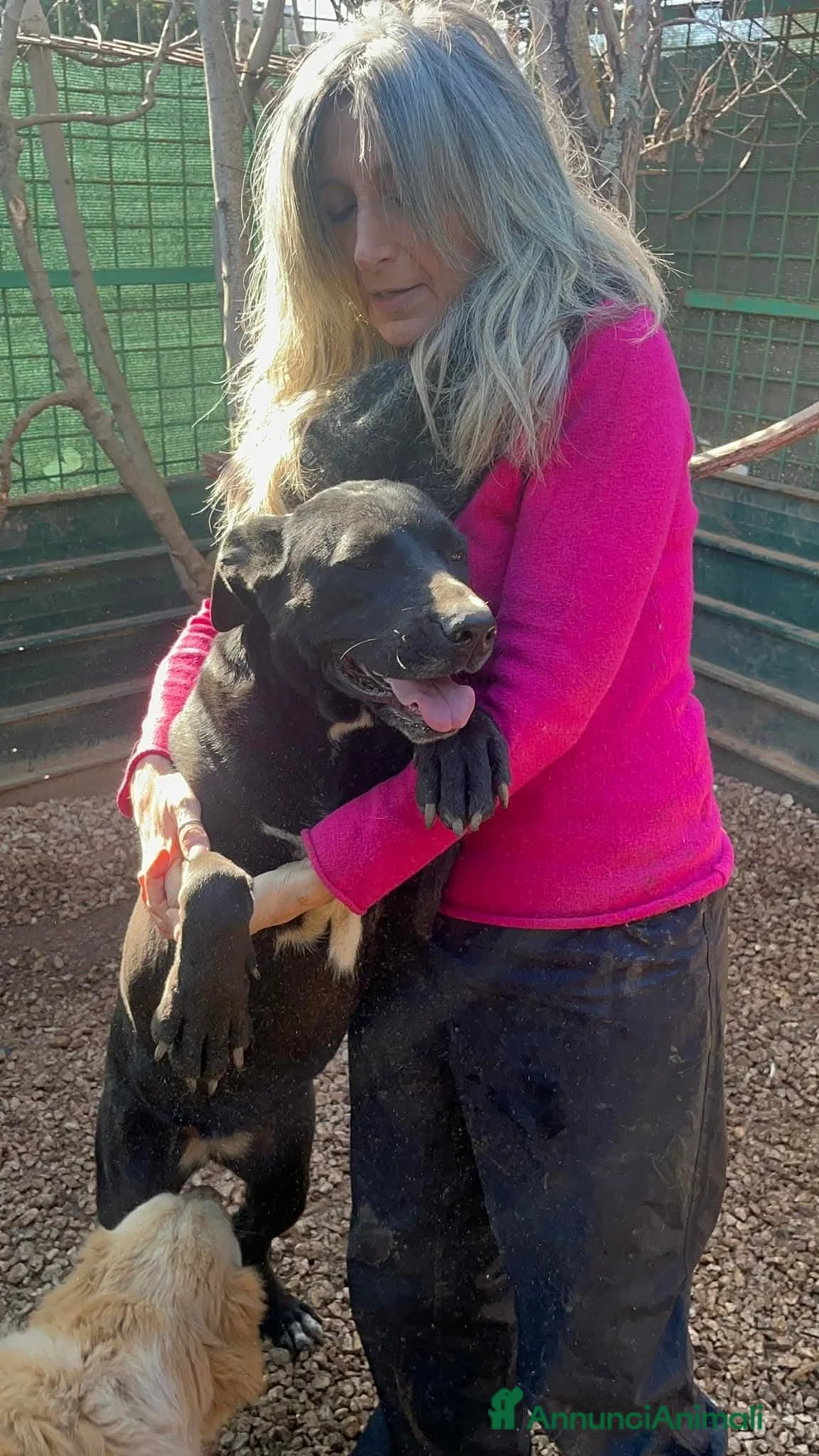 Meticcio cani in regalo: Olimpia, 2 anni, bella e buona  - Annuncio 7
