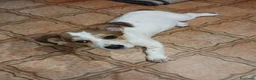 Meticcio cani in regalo: Masha - Annuncio 2