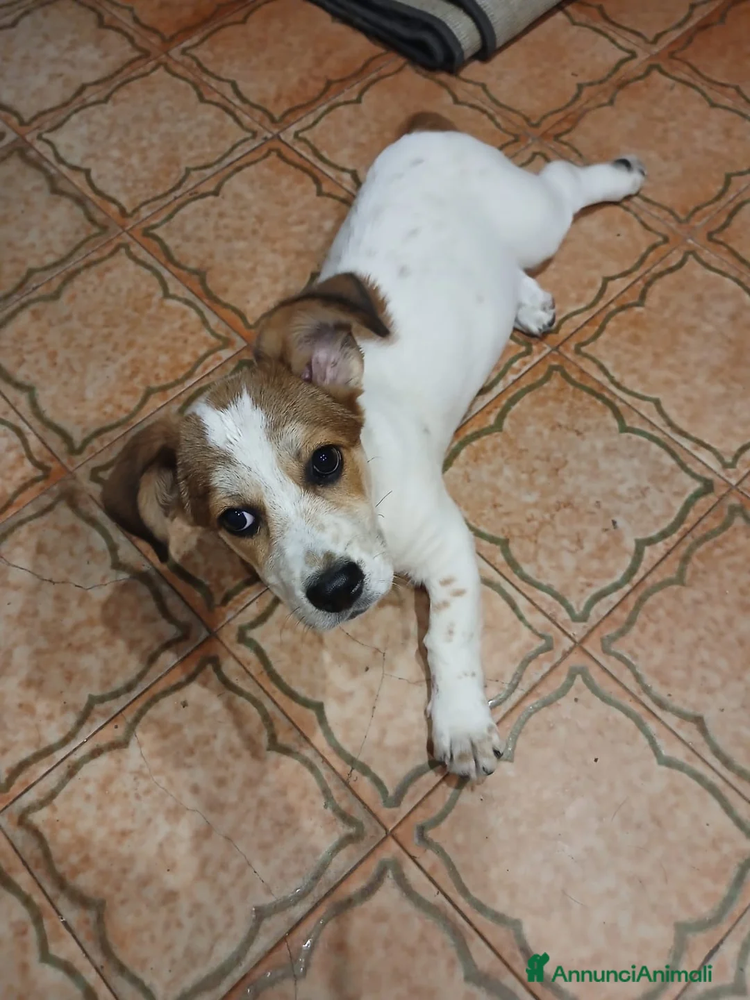 Meticcio cani in regalo: Masha - Annuncio 2