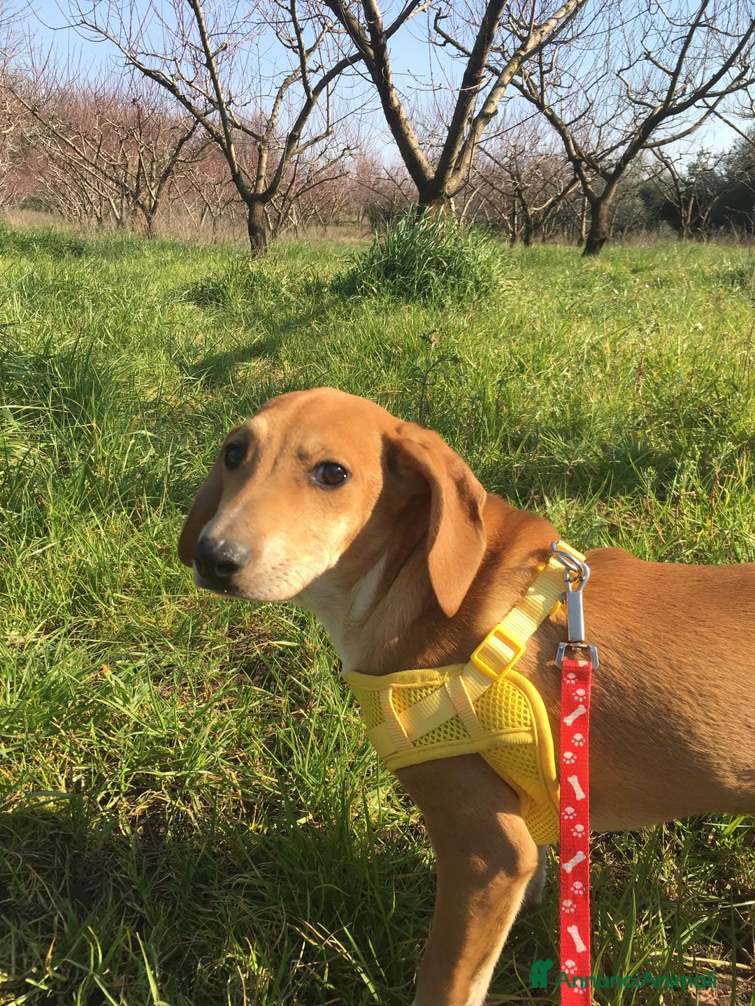 Segugio dell'Appennino cani in regalo: MUSA mix segugetta taglia medio piccola - Annuncio 7