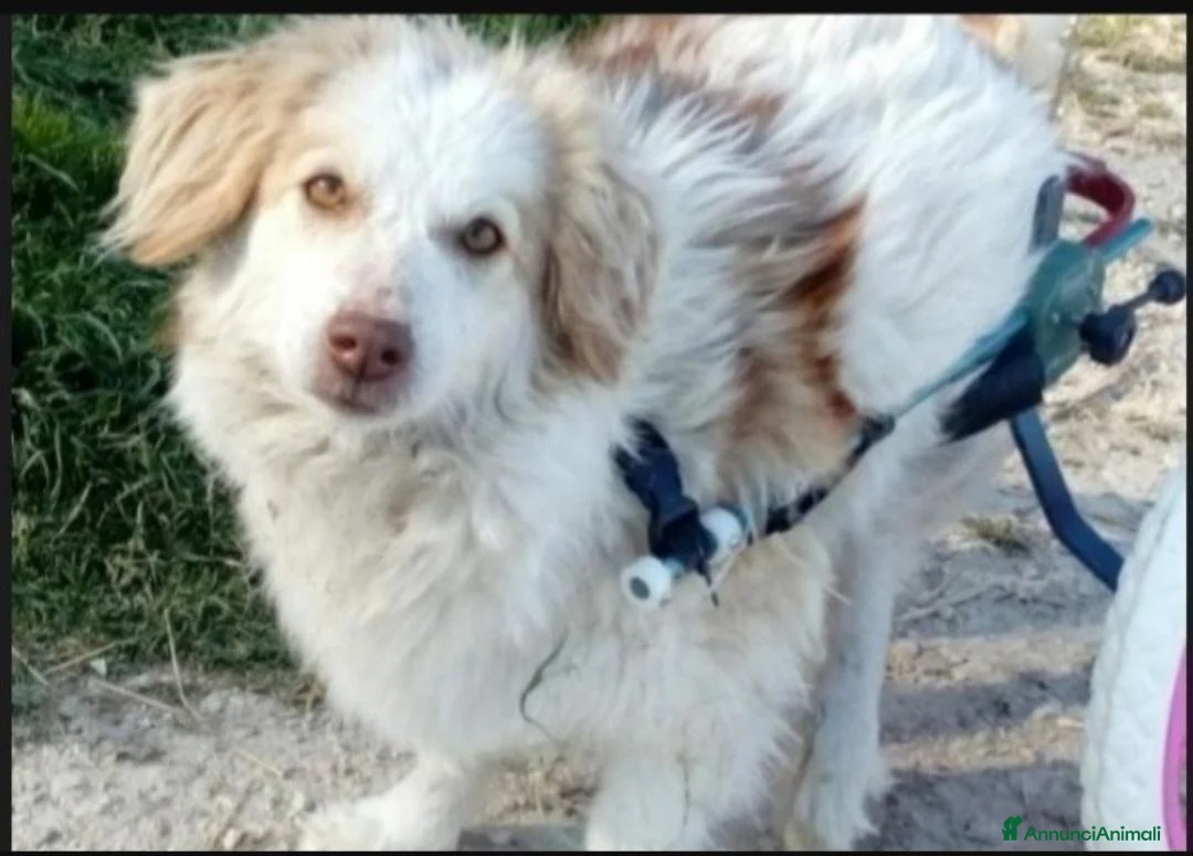 Meticcio cani in regalo: Lula 5anni kg9 PARALIZZATA MA AUTONOMA.PESARO - Annuncio 3