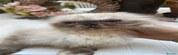Persiano gatti in vendita: cucciola persiana color point himalaiana - Annuncio 6