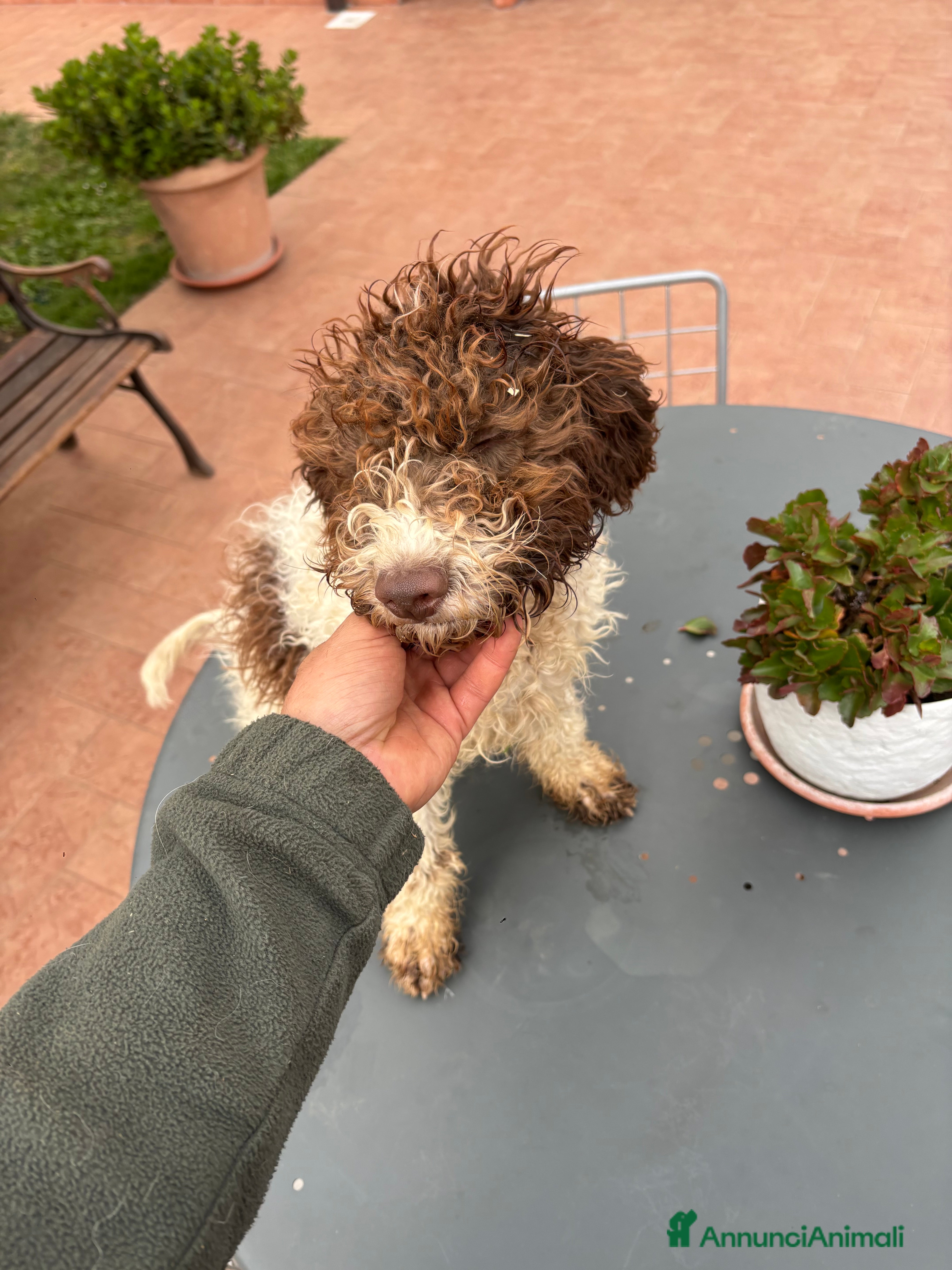 Meticcio cani Vendita cani da tartufi  - Annuncio 3