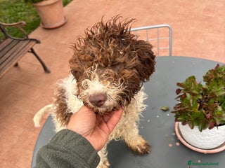 Meticcio cani Vendita cani da tartufi - Annuncio 10