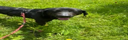 Meticcio cani in regalo: Roby meraviglioso giovanotto simil Labrador - Annuncio 5