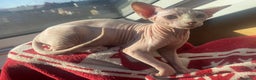 Sphynx gatti in vendita: Canadian Sphynx maschio - Annuncio 3