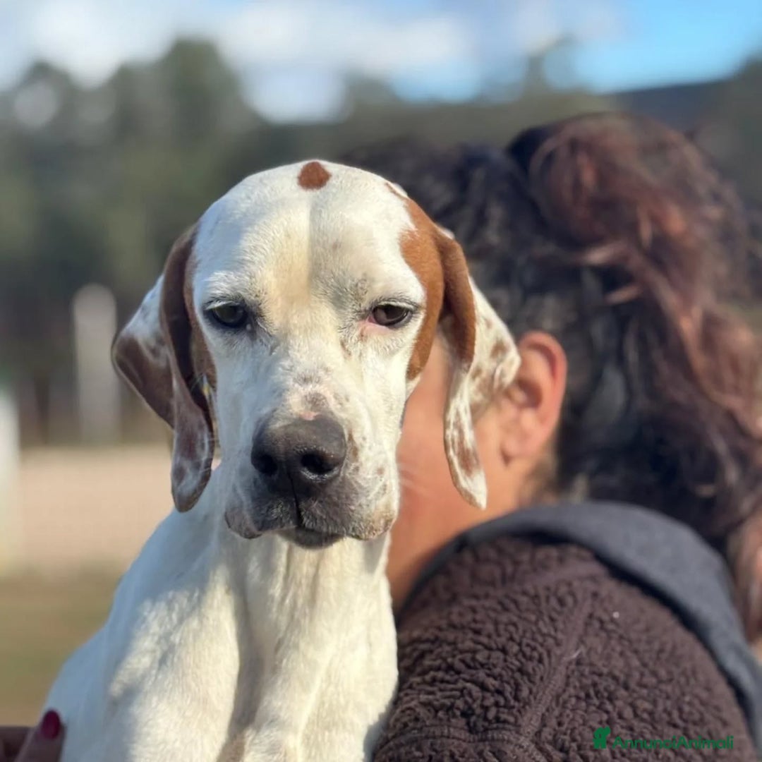 Pointer cani in regalo: Marmellata dolce cagnolina pointer cerca casa  - Annuncio 3