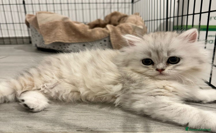 Persiano gatti a Provincia di Reggio Emilia - Annuncio 18