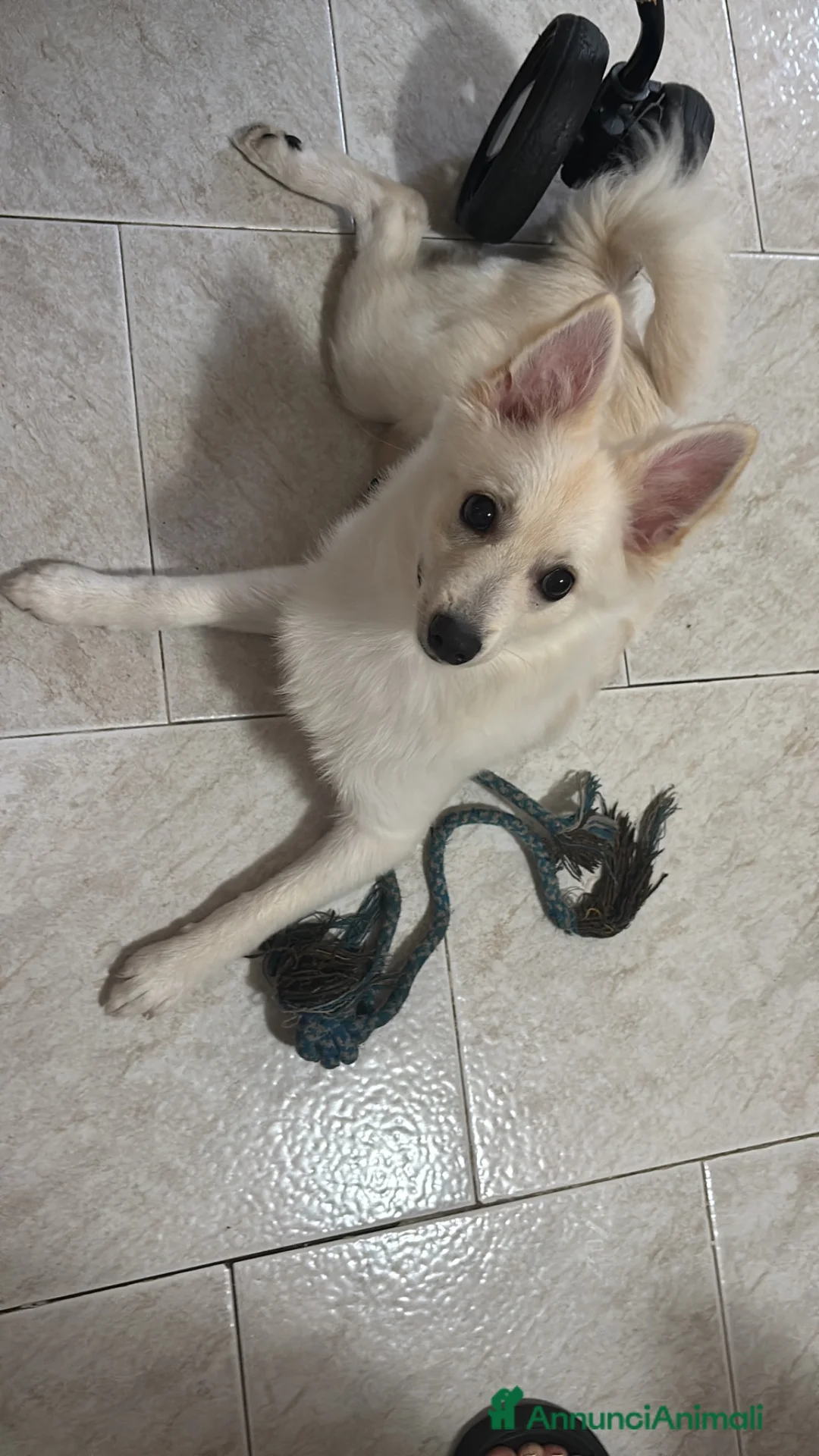 Meticcio cani in vendita: Volpino italiano - Annuncio 1