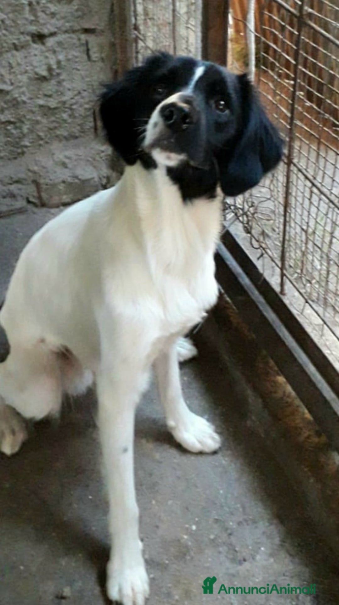 Meticcio cani in regalo: Mix Breton(mamma pura)15mesi nn trovano casa.Calab a Città Metropolitana di Milano - Annuncio 6