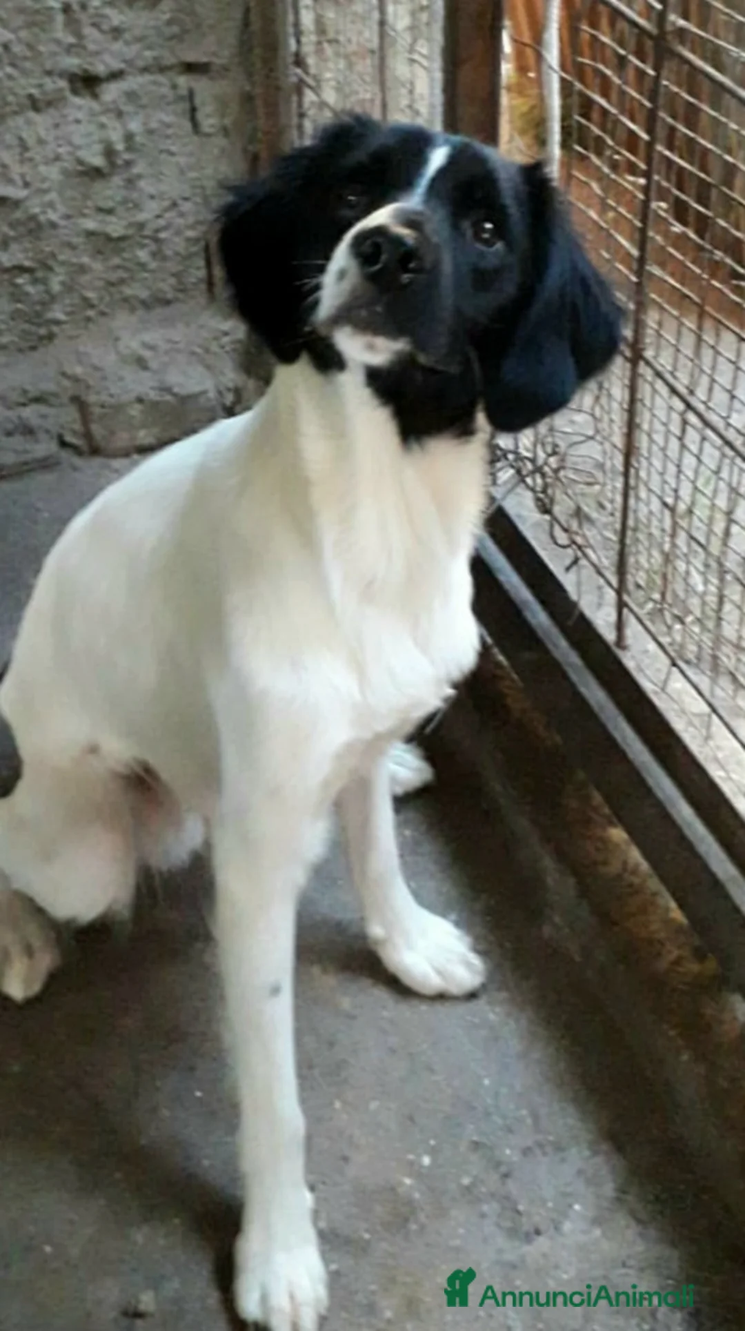 Meticcio cani in regalo: Mix Breton(mamma pura)15mesi nn trovano casa.Calab a Città Metropolitana di Milano - Annuncio 6