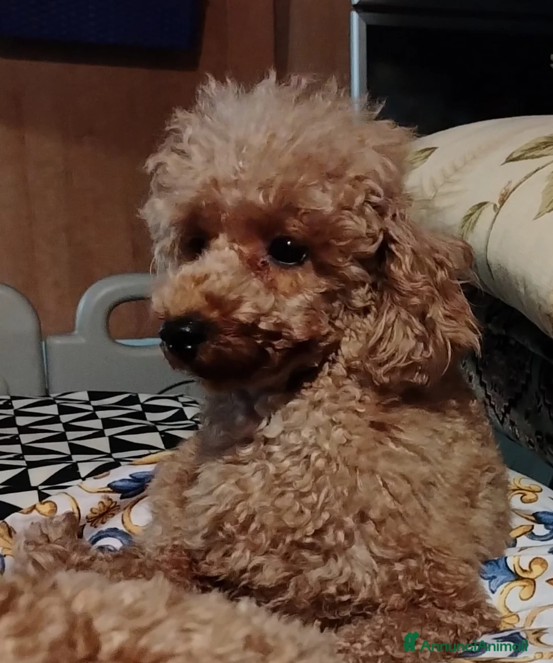 Barboncino Toy cani in vendita: Barboncino toy - Annuncio 4