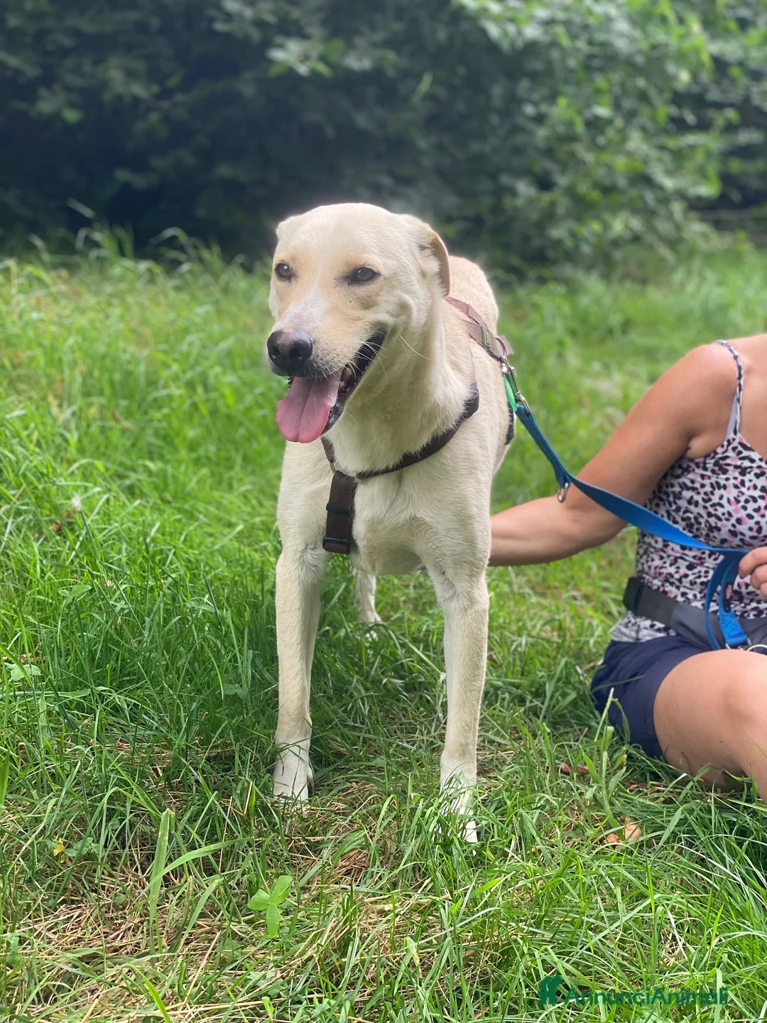 Labrador cani in regalo: Diana ,buonissima,in rifugio da tanto tempo a Provincia di Como - Annuncio 2