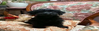 Maltipoo 1
