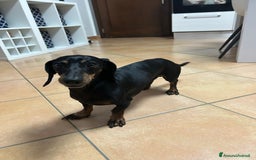 Bassotto cani per accoppiamento: Bassotto tedesco per accoppiamento  - Immagine 1