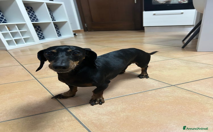 Bassotto cani Bassotto tedesco per accoppiamento  - Annuncio 3