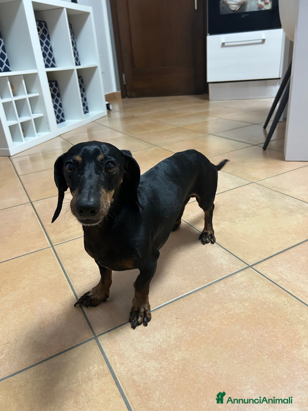 Bassotto cani per accoppiamento: Bassotto tedesco per accoppiamento  - Immagine 1