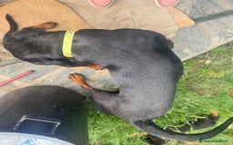 Rottweiler cani in vendita: Cuccioli rottweiler  a Provincia di Massa e Carrara - Immagine 7