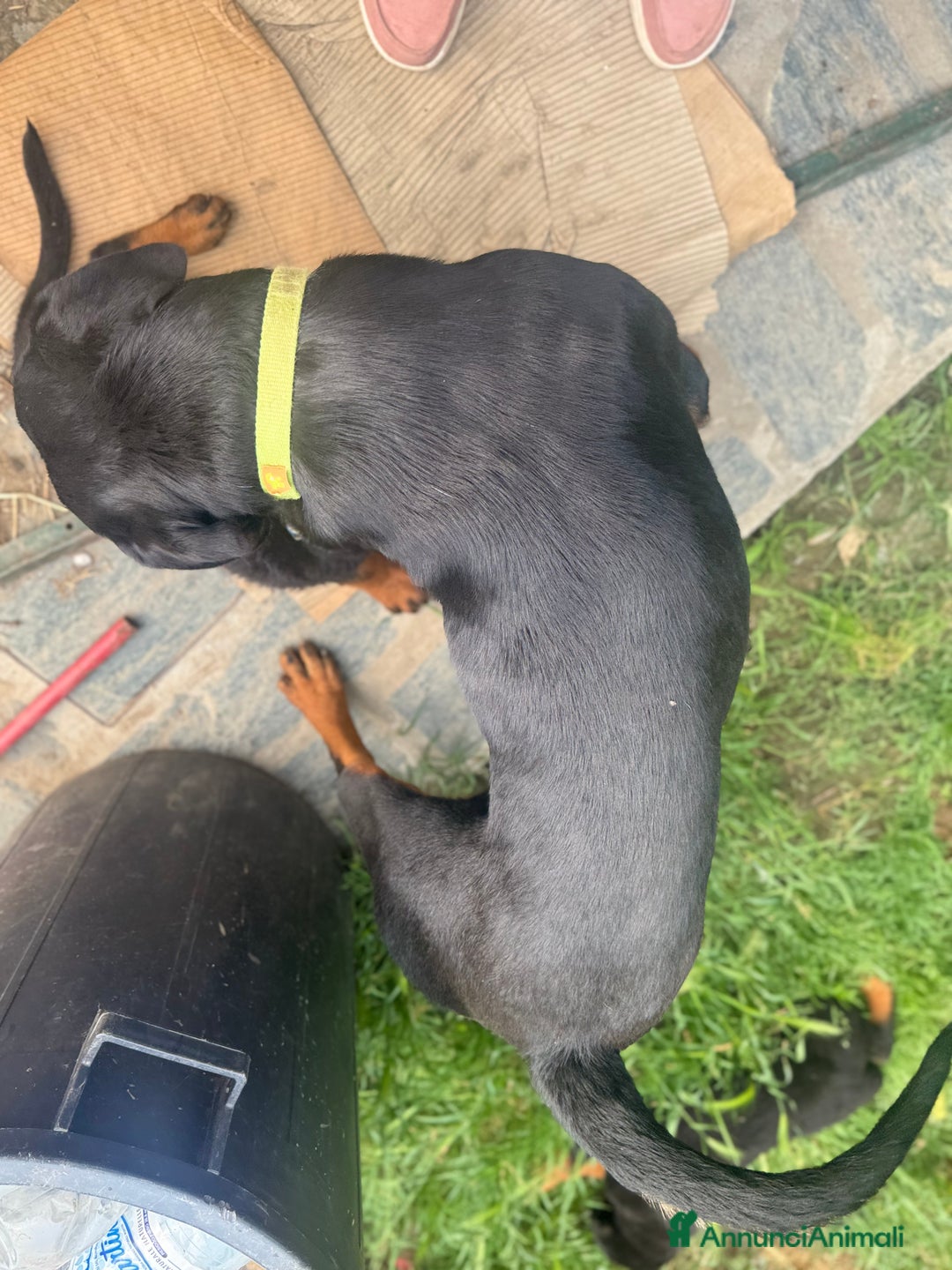 Rottweiler cani in vendita: Cuccioli rottweiler  a Provincia di Massa e Carrara - Immagine 7