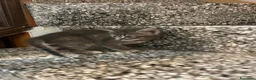 Meticcio gatti in vendita: Gattino simpatico  - Annuncio 8