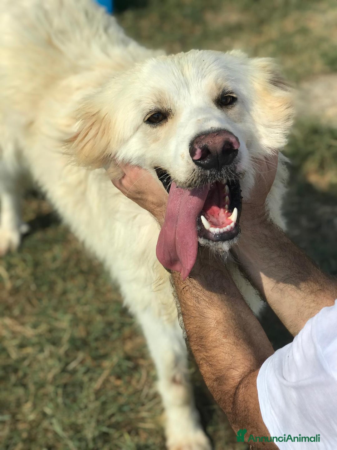 Meticcio cani in regalo: Ricky quanta dolcezza, derivato golden a Provincia di Latina - Annuncio 2