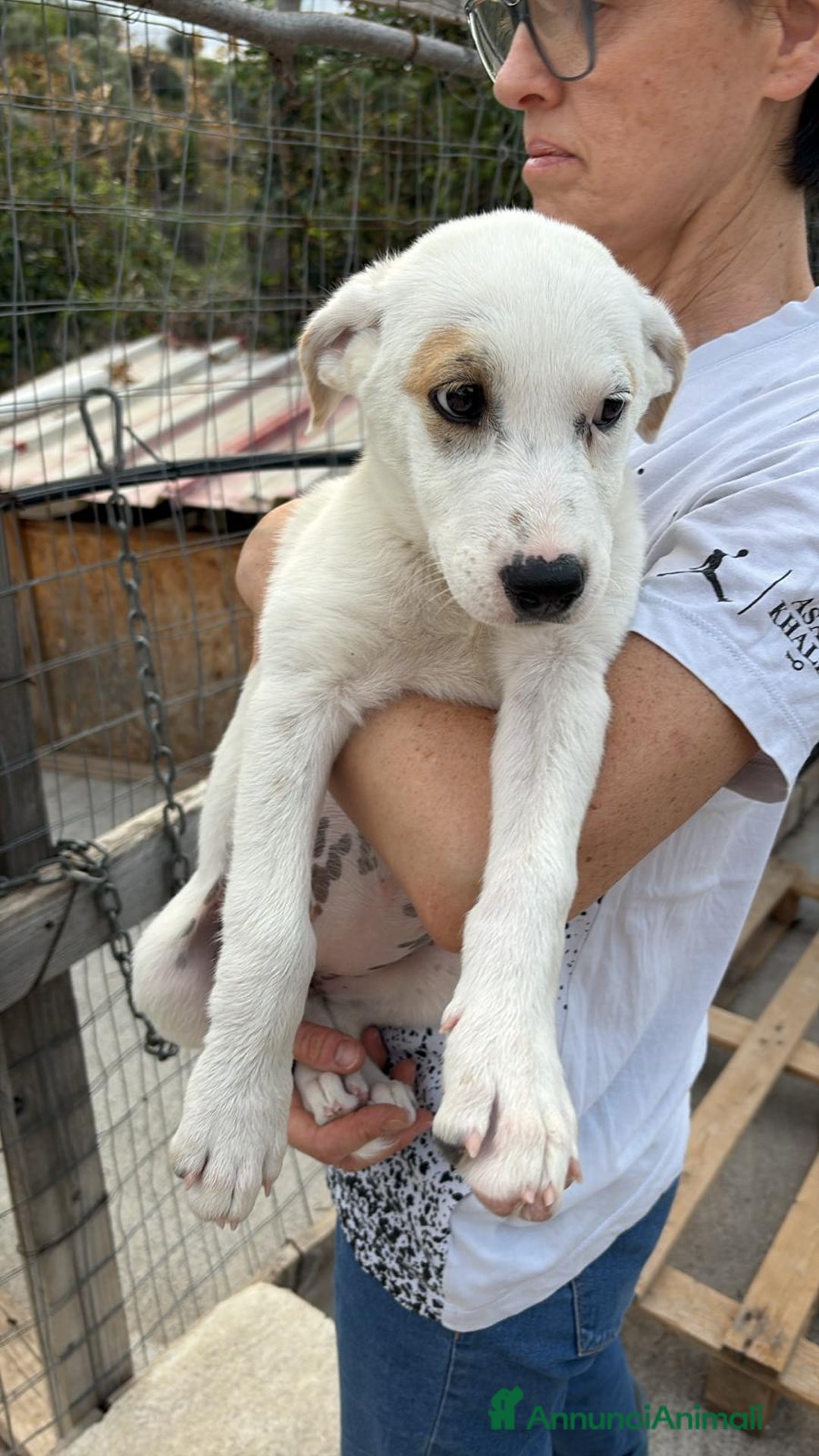 Labrador cani in regalo: Lady una dolcezza pura di 3 mesi a Città Metropolitana di Torino - Immagine 4