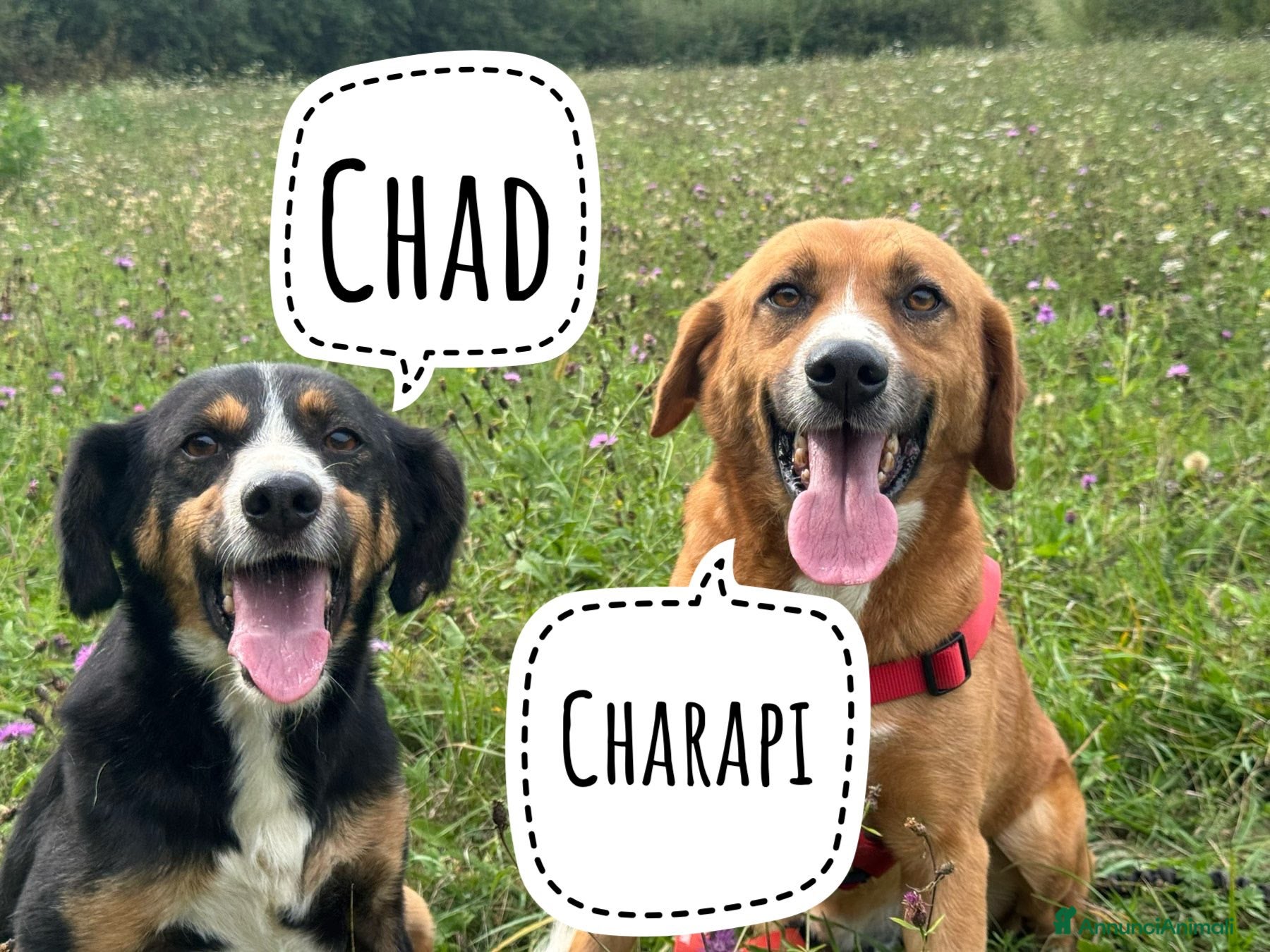 Meticcio cani CHAD & CHARAPI, invisibili da troppo tempo! - Annuncio 1