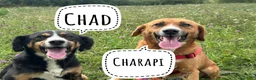 Meticcio cani in regalo: CHAD & CHARAPI, invisibili da troppo tempo! - Annuncio 1