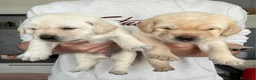 Labrador cani in vendita: Cuccioli Labrador Retriever - Annuncio 4