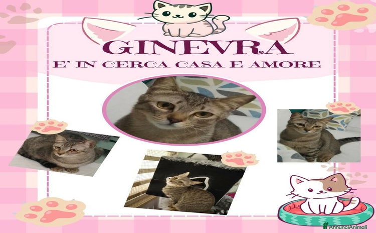 Europeo gatti a Città Metropolitana di Genova - Annuncio 1