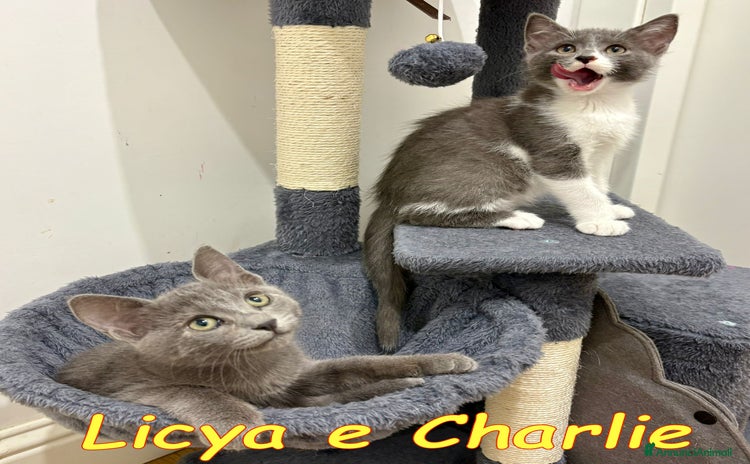 Certosino gatti - Annuncio 1