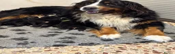 Bovaro del Bernese cani in vendita: Bovaro del Bernese Cuccioli disponibili  - Annuncio 1