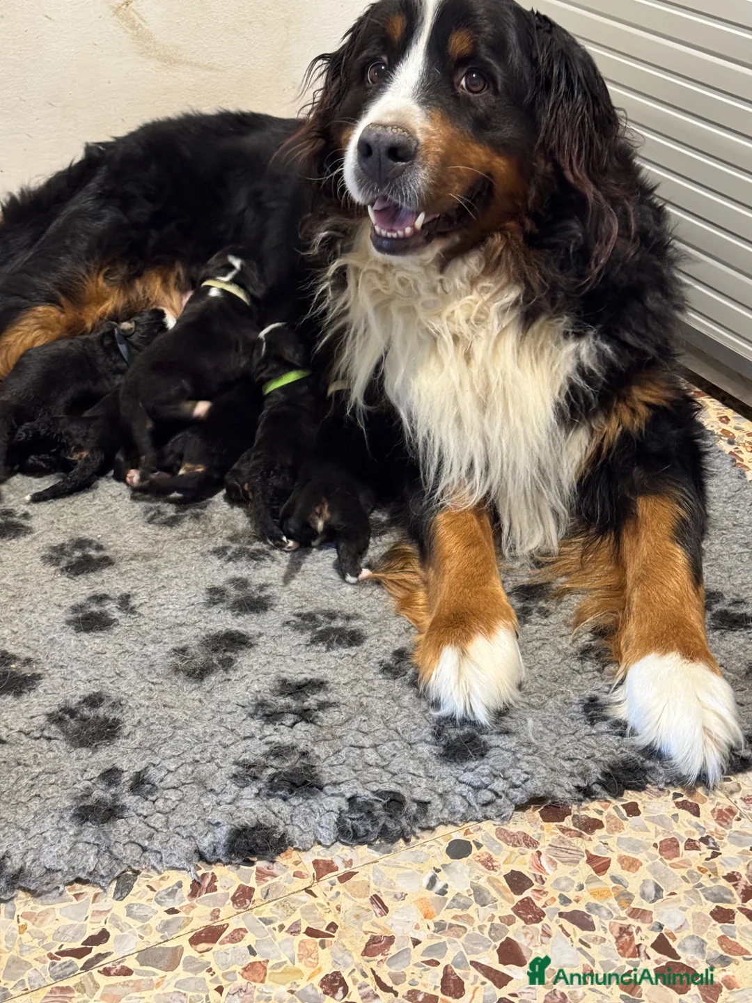Bovaro del Bernese cani in vendita: Bovaro del Bernese Cuccioli disponibili  - Annuncio 1