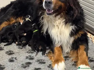 Bovaro del Bernese cani in vendita: Bovaro del Bernese Cuccioli disponibili - Annuncio 1