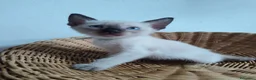 Thai gatti in vendita: Siamese tradizionale, Thai microchip e pedigree  - Annuncio 7