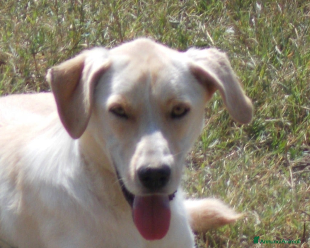 Labrador cani Manolo, dolcissimo incrocio labrador cerca casa a Roma - Annuncio 6