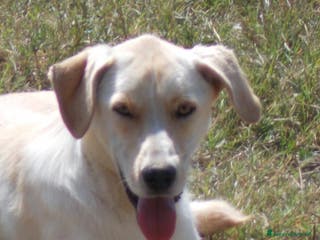 Labrador cani Manolo, dolcissimo incrocio labrador cerca casa a Roma - Annuncio 21