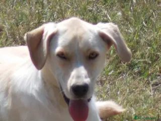 Labrador cani Manolo, dolcissimo incrocio labrador cerca casa a Roma - Annuncio 1