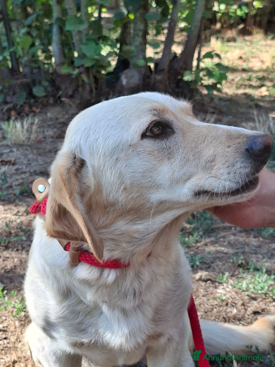 Meticcio cani in regalo: RAMONA STA ASPETTANDO UNA CASA E TANTO AMORE - Annuncio 1